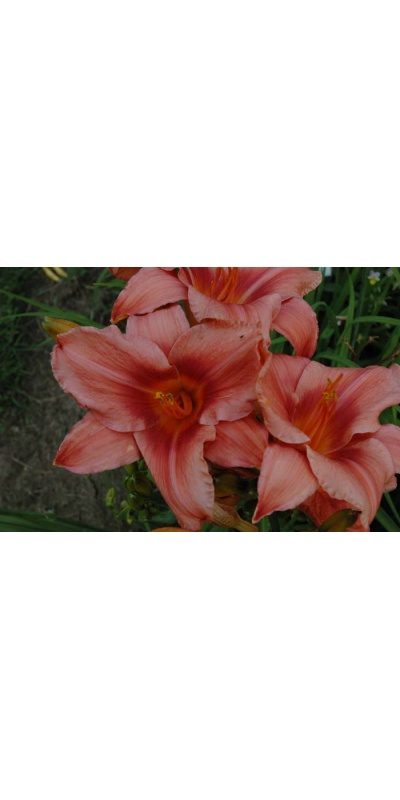 daylily blooms: TOO HOT
