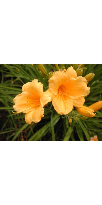 daylily blooms: FOREVER STELLA