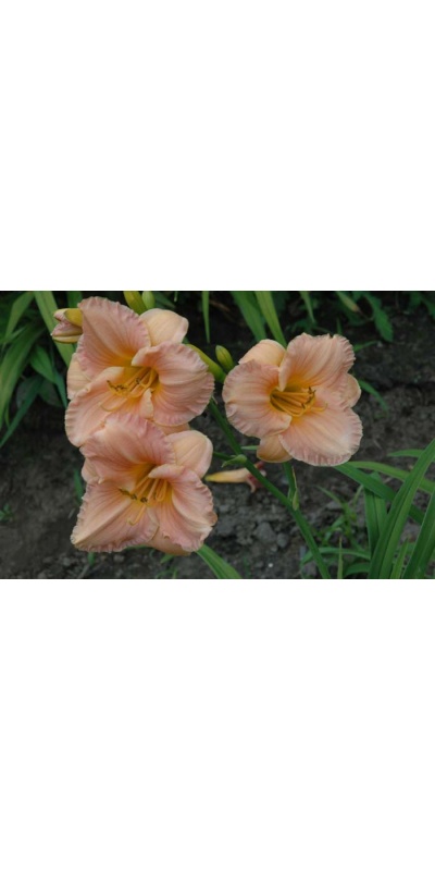 daylily blooms: LITTLE ROSY CLOUD