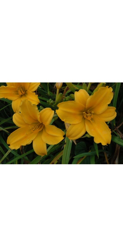 daylily blooms: OLALLIE AUGUST ROSE