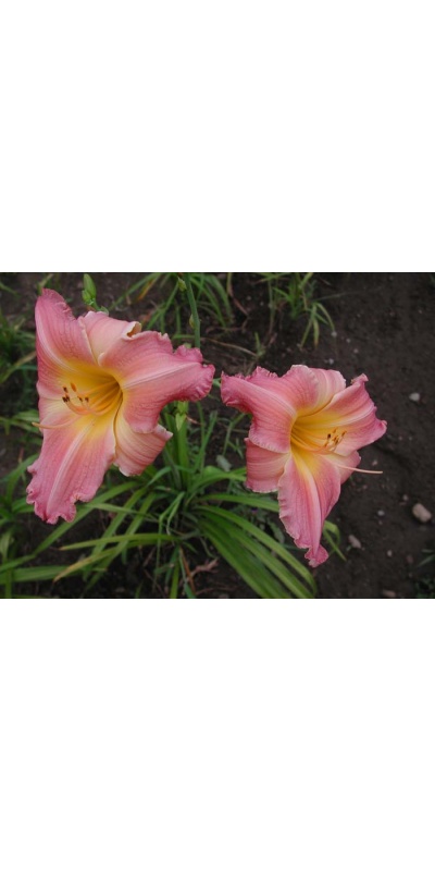 daylily blooms: ROSE RELIC (VT)