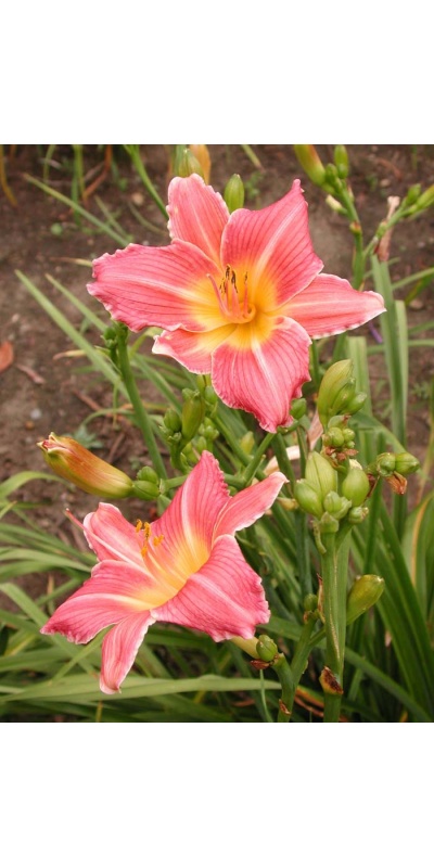 daylily blooms: ROUGE BLUSH (VT)