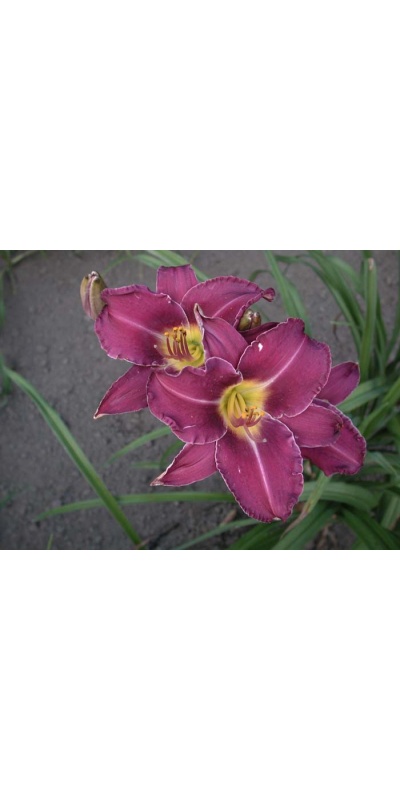 daylily blooms: ROYAL PALACE GUARD