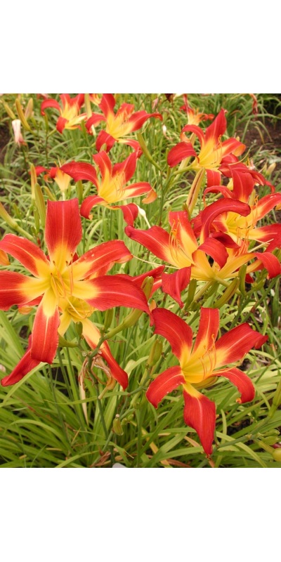 daylily blooms: SCORPIO II (VT)