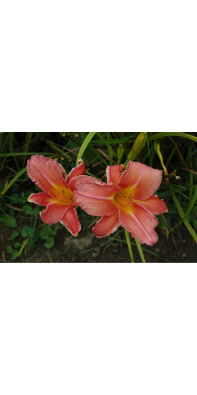 daylily blooms: SHINE ON (VT)
