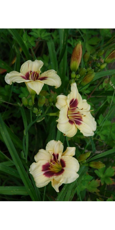 daylily blooms: SILOAM BUTTON BOX