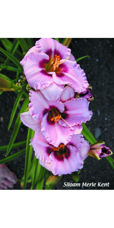 daylily blooms: SILOAM MERLE KENT
