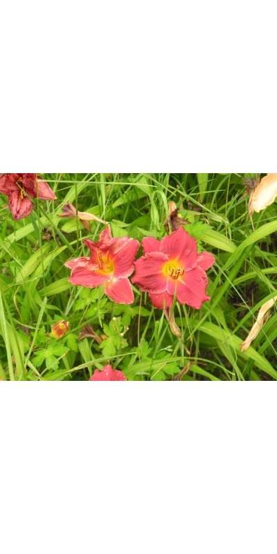 daylily blooms: SILOAM RED RUBY