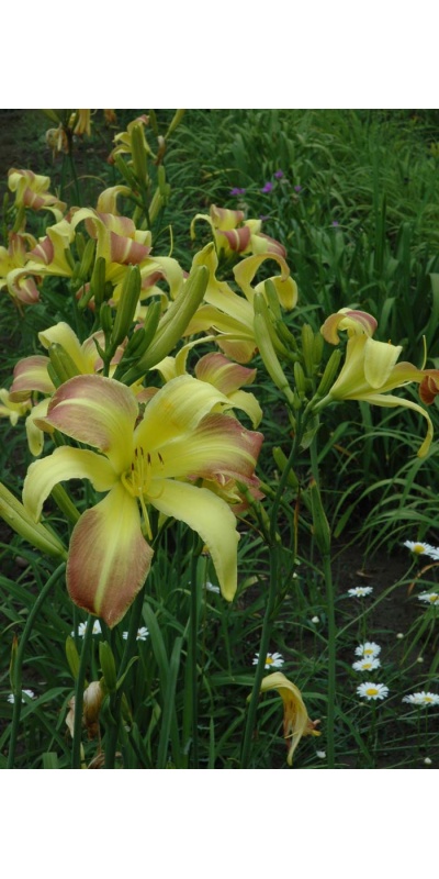 daylily blooms: SPRING FANTASY