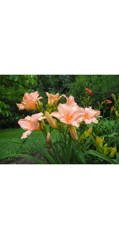 daylily blooms: TERI ELLIS