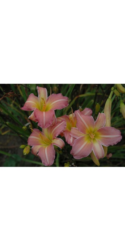 daylily blooms: TYPE ALPHA (VT)