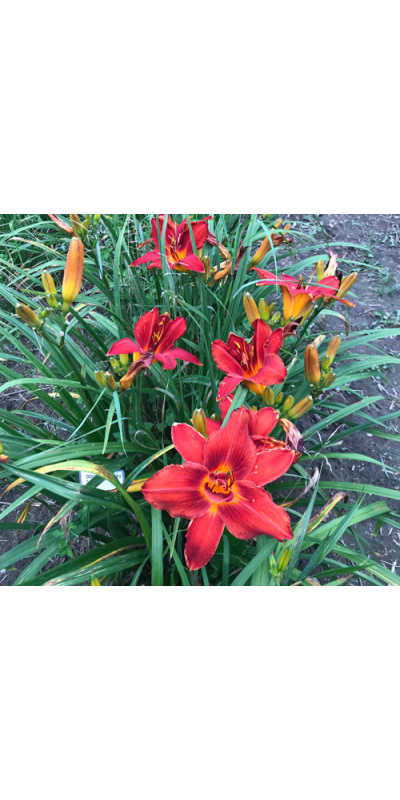 double-beauty-type-72623-500px