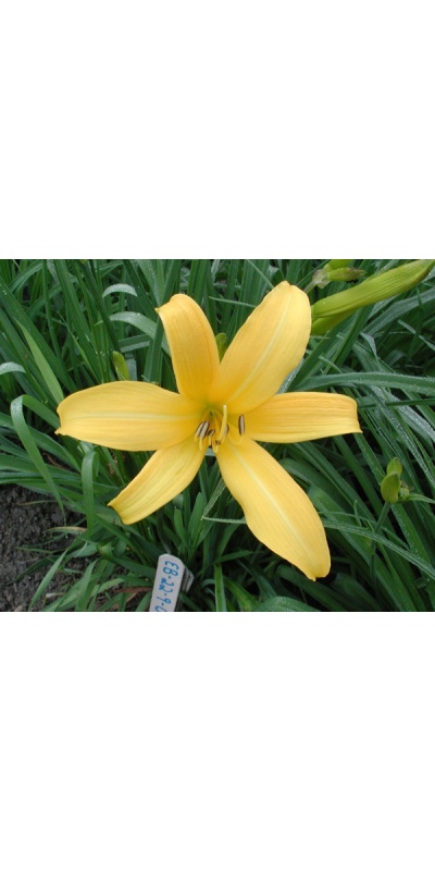 OLALLIE BABALOO (EB 22-9-01) (VT)