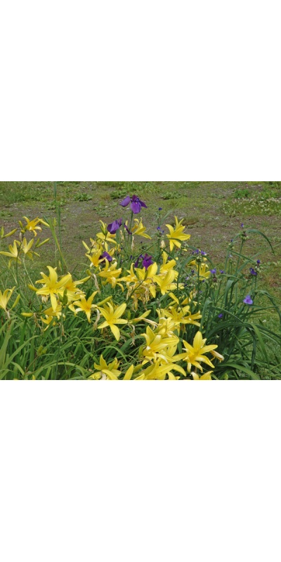 OLALLIE DON & EVIE MCLEAN INSCAPE  (EB 38-9-01)