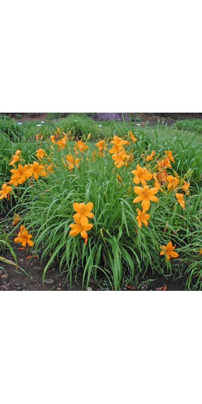 FLAT GOLD (VT)