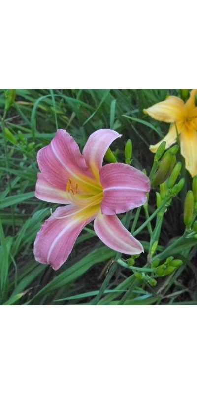 FLEUR DE ROCAILLE