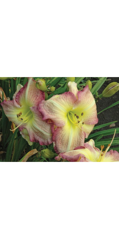 daylily