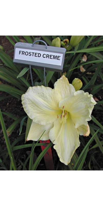 FROSTED CRÈME