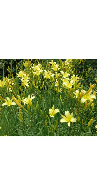 H. altissima