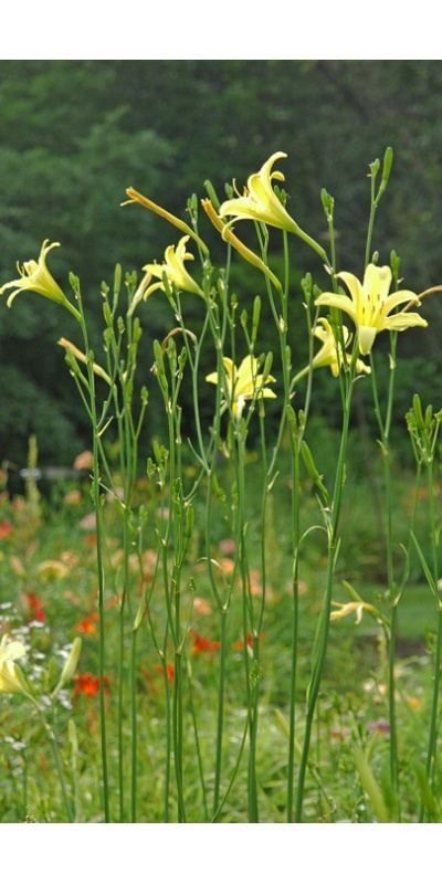 H. citrina thunbergii?