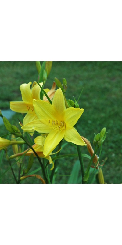 H. flava major