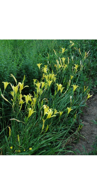 H. hakunensis  X H. citrina