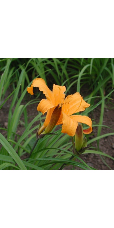 H. midd 'Japan Hybrid' red bract
