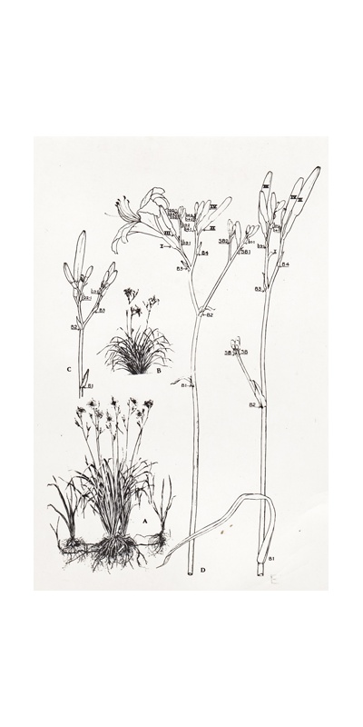 H. fulva (FOOD GRADE)