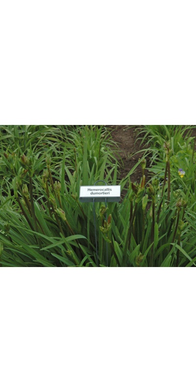 H. dumortieri