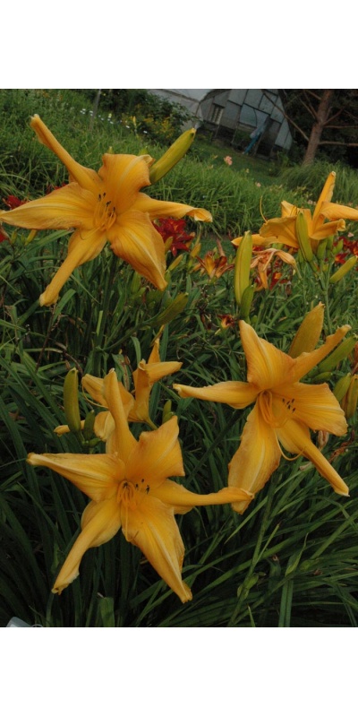 LILY DACHE