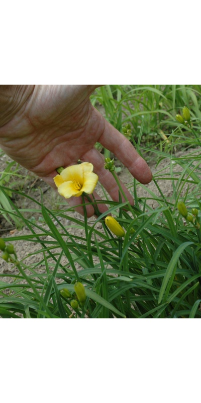 LITTLE LEMON ZIP