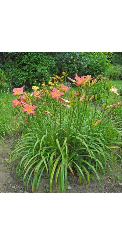 MAGENTA QUEEN (VT)