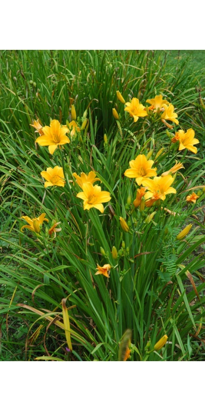 OLALLIE AUGUST ROSE
