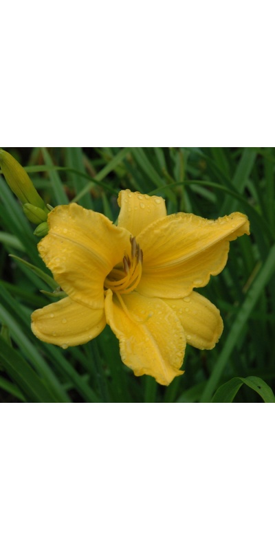 OLALLIE AUTUMN GOLD