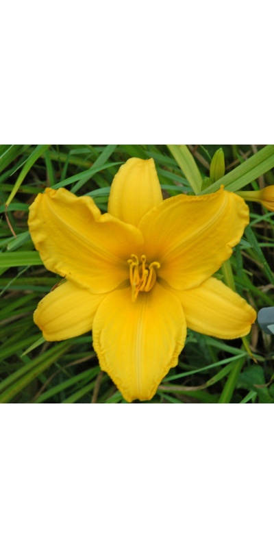 OLALLIE AUTUMN GOLD