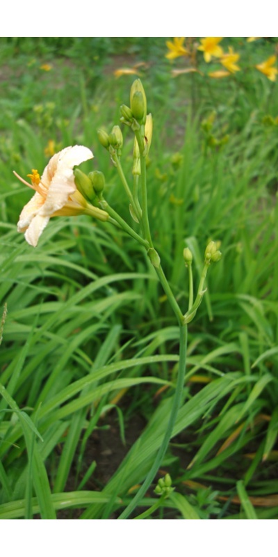 OLALLIE KATHY'S TWINS (44-07)