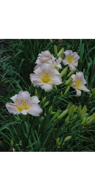 OLALLIE LIGHT HEARTED