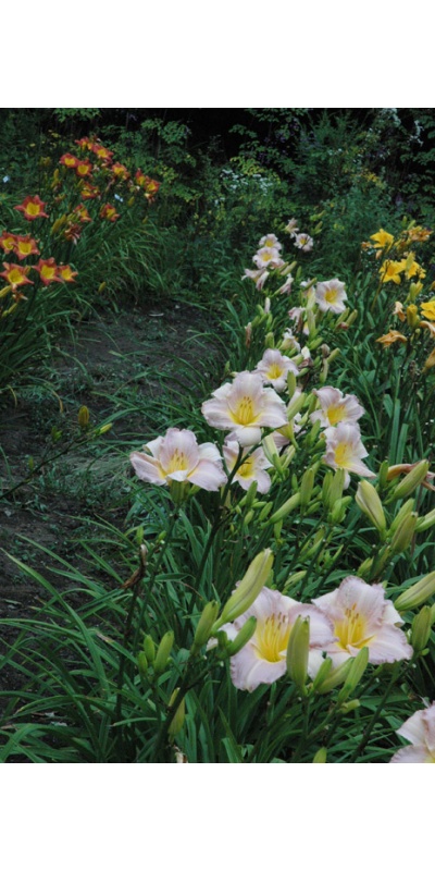 OLALLIE LIGHT HEARTED