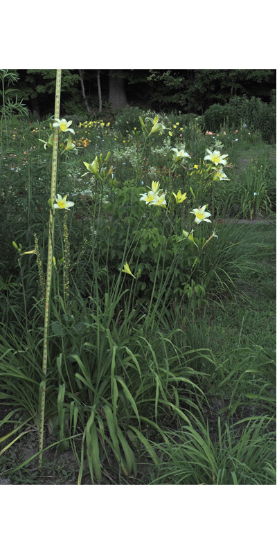 o-sunny-newton-info-clump-600px