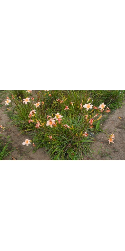 OLALLIE LITTLE PINKY (VT)