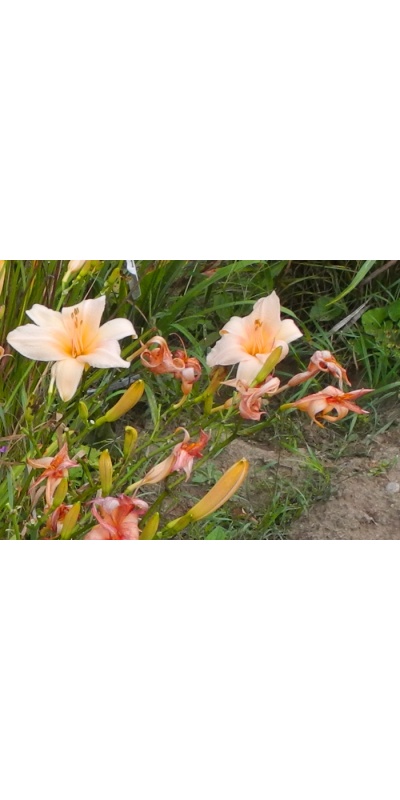 OLALLIE LITTLE PINKY (VT)