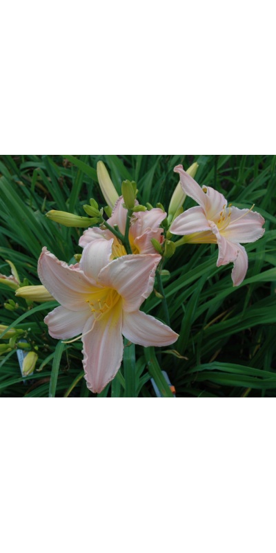 OLALLIE PINK LADY