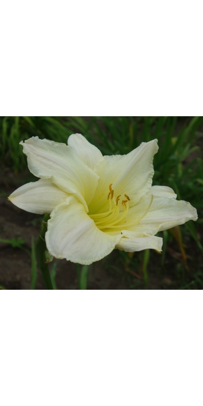 OLALLIE BROTHER BYRON (30-34-2014)