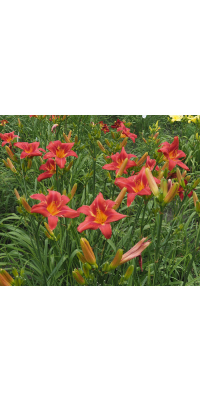 olallie-burton-r-723-500px