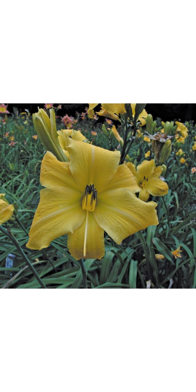 OLALLIE DENISE