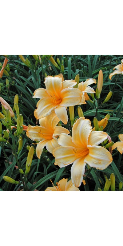 OLALLIE GOLD