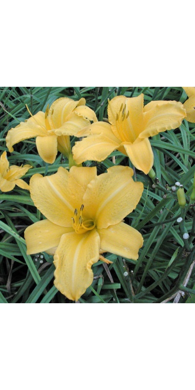OLALLIE GOLD