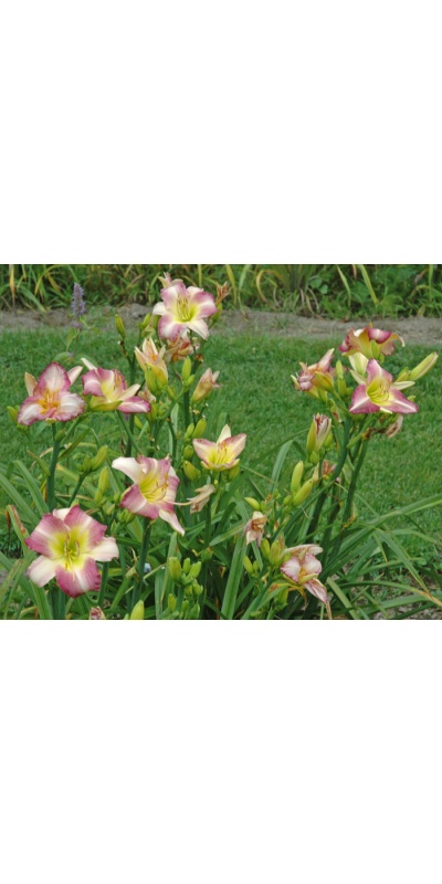 OLALLIE KEITH