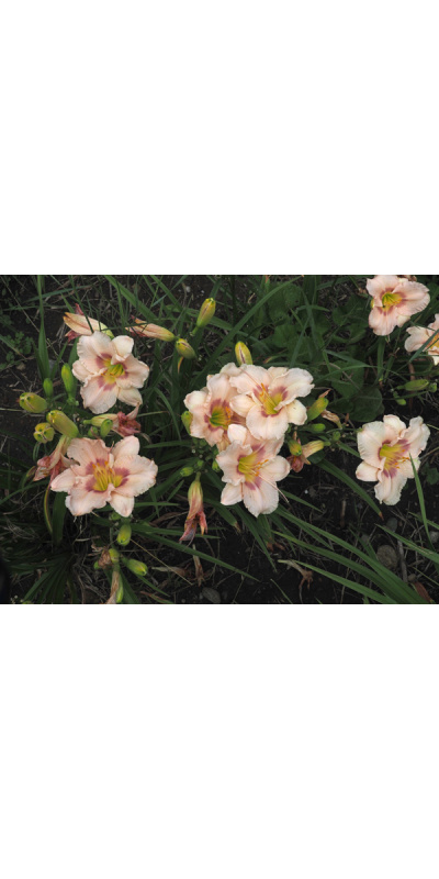 olallie-kurts-ophelia-23a-600px