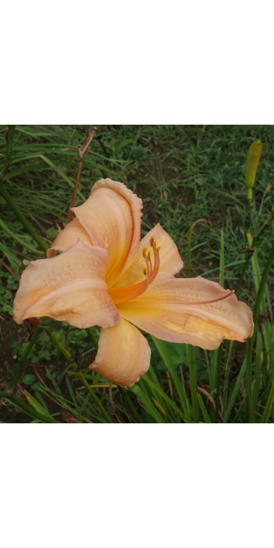 OLALLIE LATE RISER